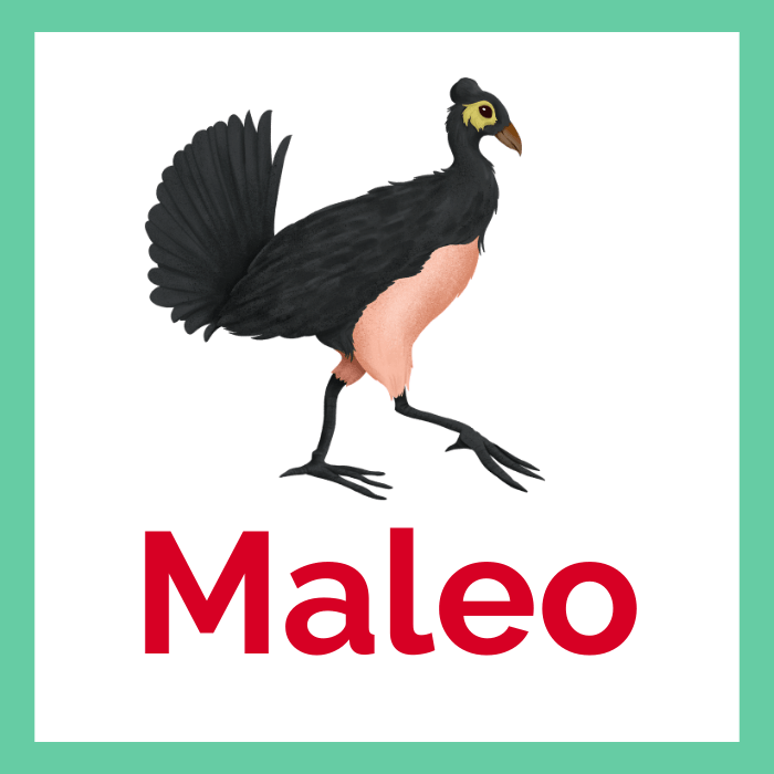 Maleo das Hammerhuhn